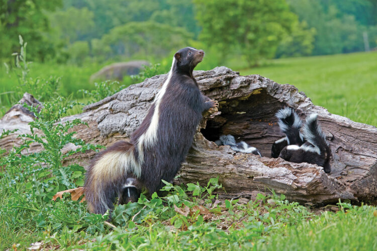 Skunk Species in North America